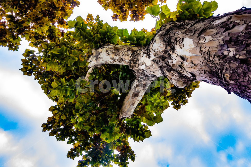 단풍,단풍나무,퇴색,낙엽,가을단풍,가을낙엽,식물,자연,plants,nature,나무,trees,wood