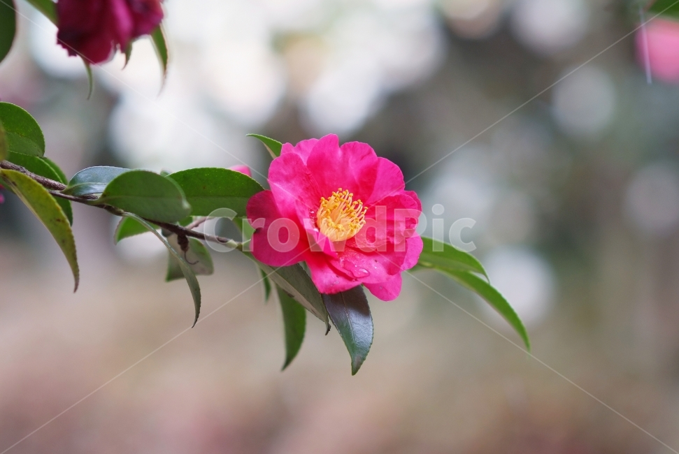 동백,동백꽃,겨울꽃,꽃,camellia,flowers,식물,자연,plants,nature,꽃,flower,감성,sensible,feeling