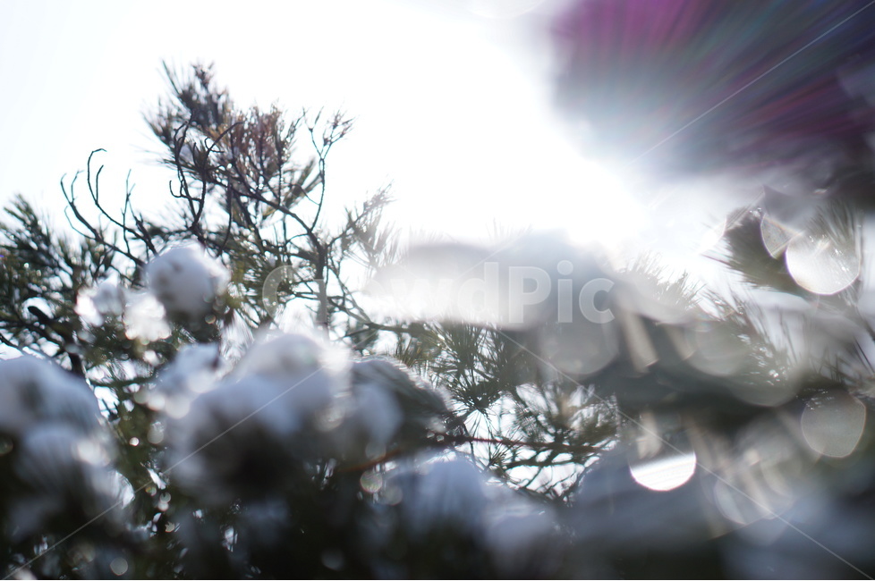 빛망울,보케,물방울,빛,풍경,나무,겨울,햇빛,겨울,계절,winter,season,식물,자연,plants,nature
