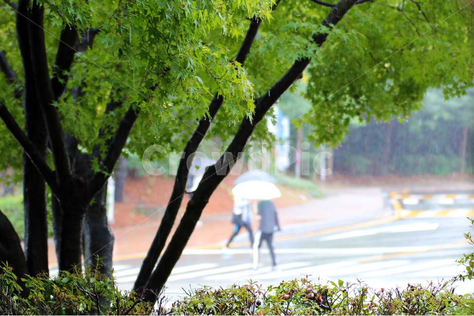 asphalt,road,human,인간,아스팔트,tree,person,나무,tarmac,타맥,plant,식물,사람,우산,캠퍼스,충남대,충남대학교,비,빗길,도로,행인,비,비오는날,rain,rainy