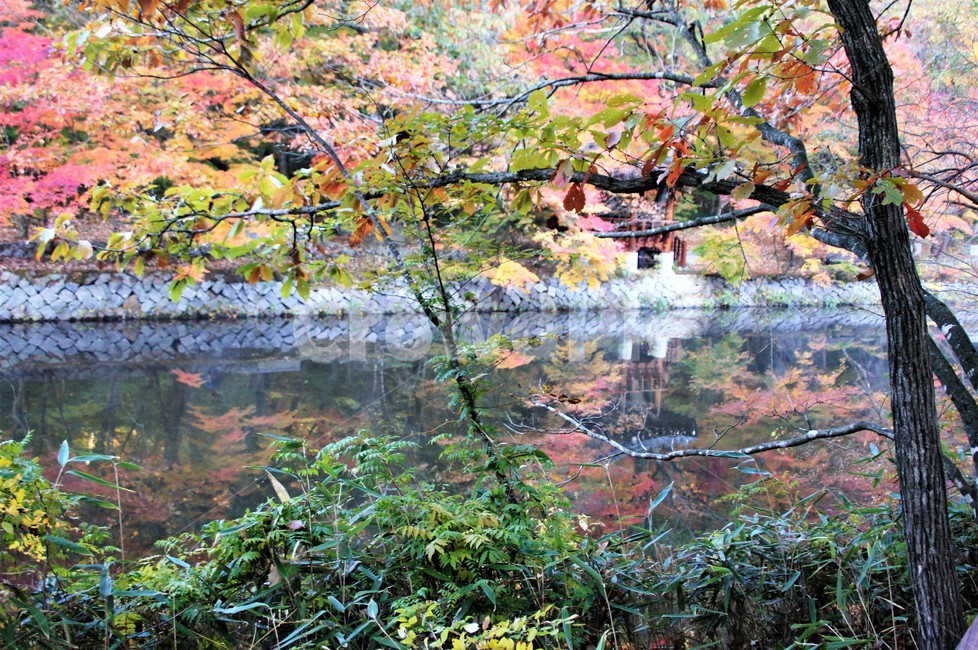 가을,단풍,나무,자연,식물,안개,저수지,감성,autumn,nature,season,emotion,풍경,자연풍경,산속,trees,정자,가을,계절,fall,autumn,season,자연,풍경,nature,landscape,land,땅,outdoors,옥외,water,물,plant