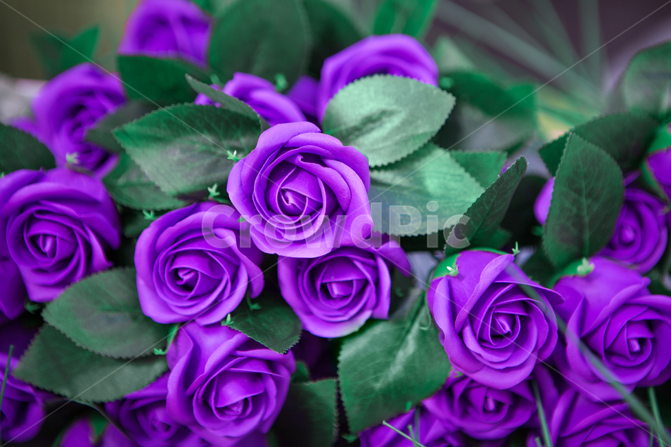 장미,장미다발,꽃,원예,화훼,식물,꽃다발,보라색,flower,roses,rosebouquet,bouguet,식물,자연,plants,nature,꽃,flower