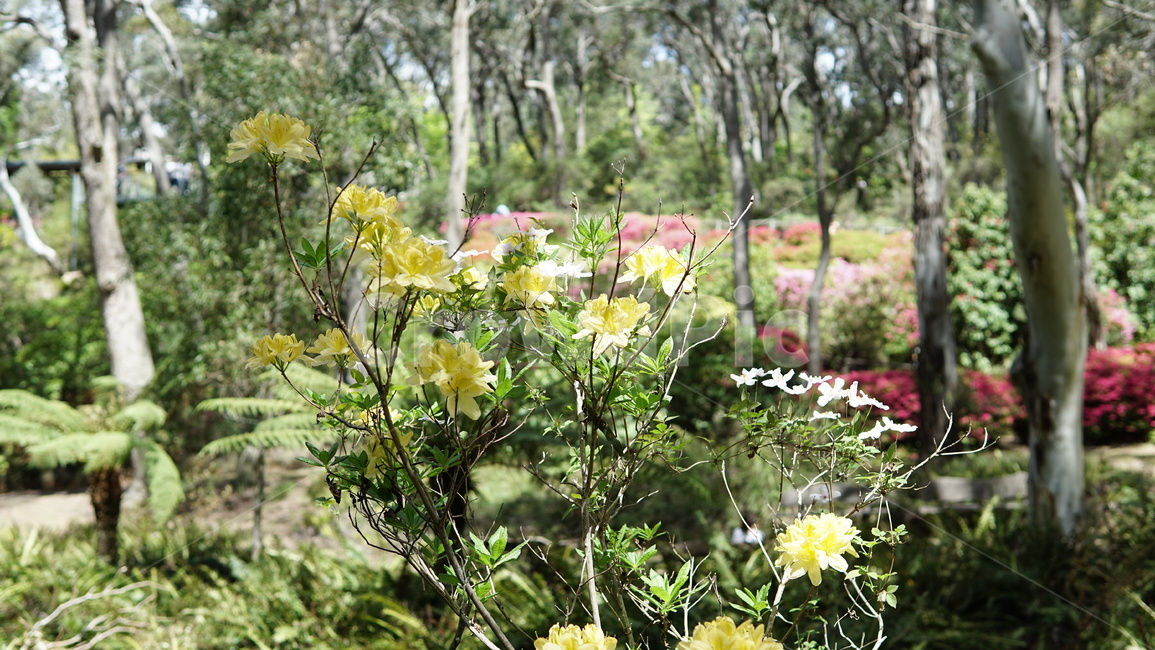 식물,plant,꽃,자연,flower,식물,자연,plants,nature,꽃,flower