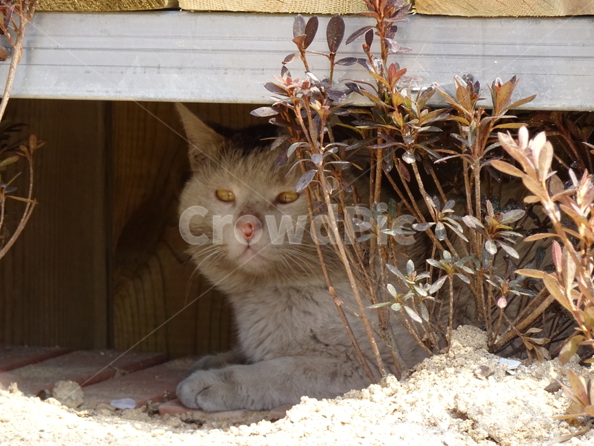 길냥이,휴식고양이,그늘고양이,고양이,냥이,동물,animal,포유류,mammal,고양이,cat,kitten,kitty