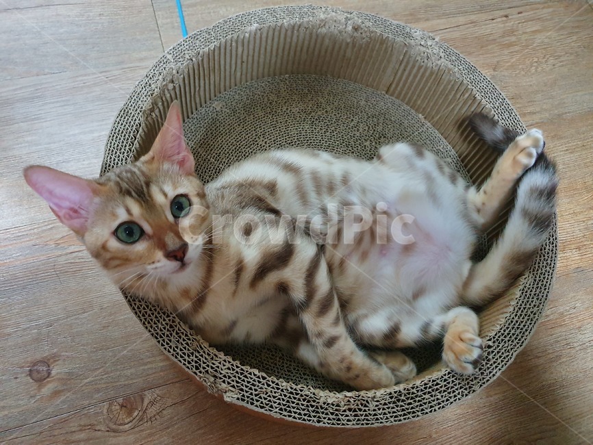 고양이,뱅갈고양이,반려묘,가족,귀여움