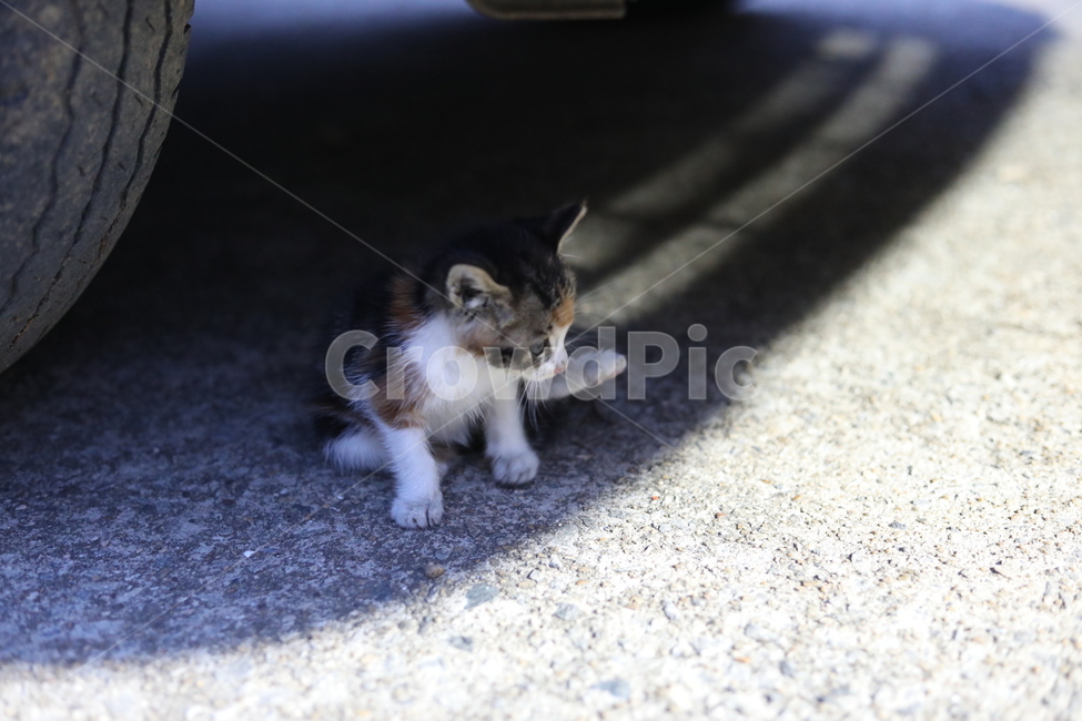 고양이,야옹이,동물,새끼고양이,길냥이,동물,animal,포유류,mammal,고양이,cat,kitten,kitty
