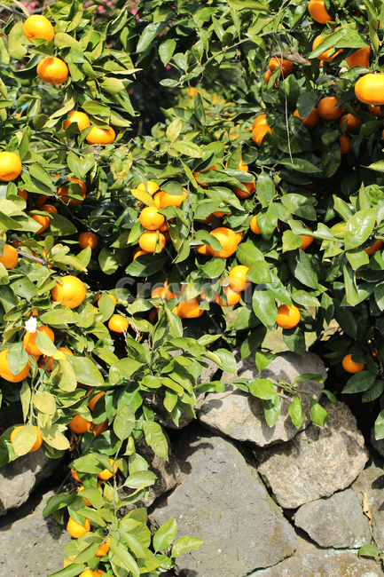 귤,주황색,제주,과일,jeju,tangerine,fruit,orange,과일,열매,fruit