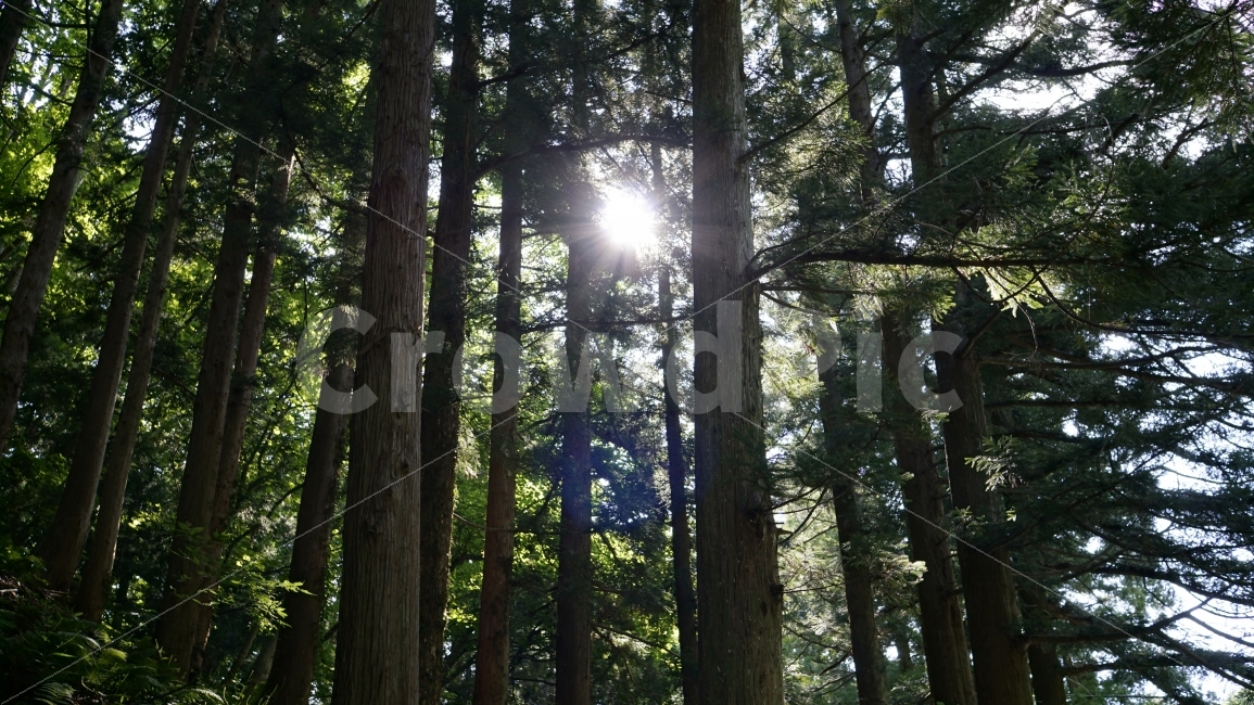 울릉도,여름,summer,여행,관광,자연,nature,경치,풍경,landscape,나무,tree,숲,숲속,산림,삼림,산,mountain,한국,대한민국,korea,섬,휴가,여름휴가,휴식,힐링,힐링사진,감성,감성사진,맑은공기,공기,식물,하늘,나뭇가지,이파리,태양,햇빛,햇살,눈부심,눈부시다,plants,travel,healing,조경,자연,풍경,nature,landscape,여름,계절,summer,season,휴식,힐링,rest,relaxation,healing,light,빛,flare,플레어