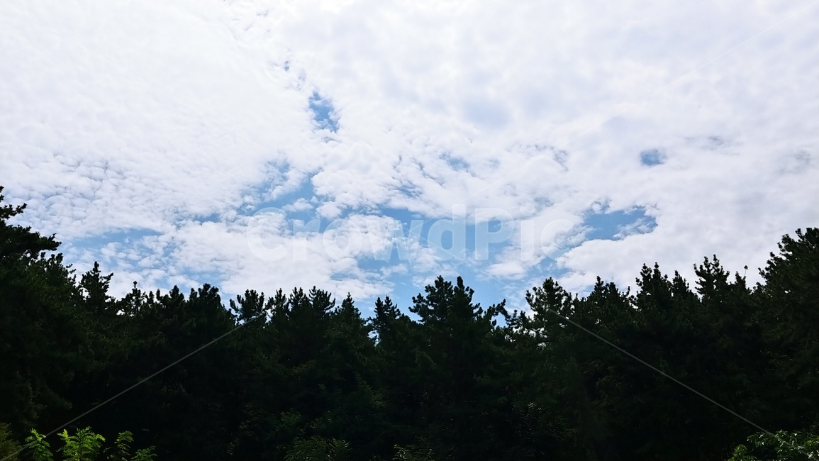 흐린하늘,하늘,메타세콰이어,숲,자연,산,초록,풍경,파란하늘,멋진,이쁜,자연환경,metasequare,구름,배경화면,바탕화면,배경,흐린,구름낀하늘,나무,초록색,green,mountain,forest,sky,nature,cloud,tree,blue,구름하늘,풀,grass,cloudycloud,bluesky,자연,풍경,nature,landscape,plant,식물,outdoors,옥외,fir,전나무
