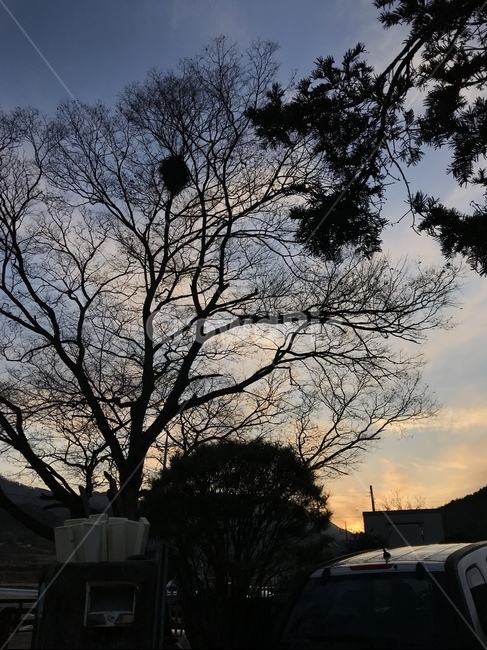 나무,노을,늦은오후,시골,새집,식물,자연,plants,nature,나무,trees,wood