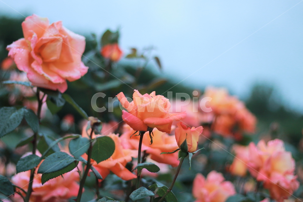 장미,꽃,식물,봄꽃,주황장미,식물,자연,plants,nature,꽃,flower