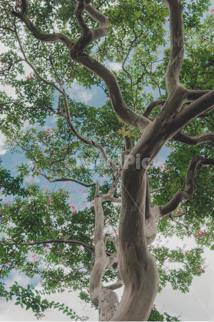 나무,식물,자연,백일홍나무,베롱나무,tree,plant,nature,식물,자연,plants,nature,나무,trees,wood,감성,sensible,feeling,휴식,힐링,rest,relaxation,healing