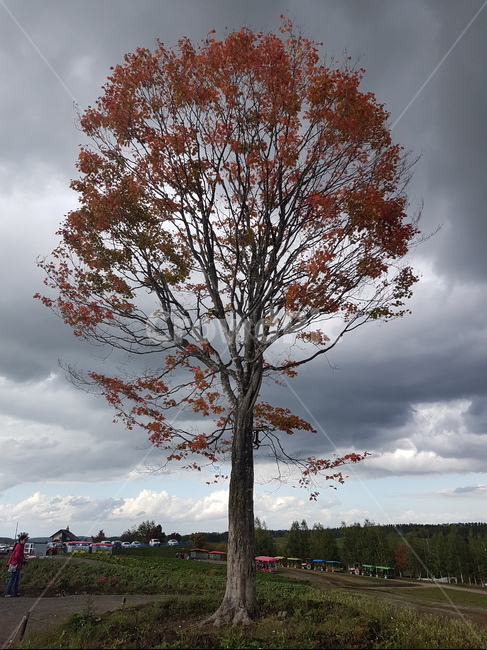나무,흐림,고독함,주황색,먹구름,자연,풍경,tree,cloudy,loneliness,nature,gray,회색,가을,계절,fall,autumn,season,식물,자연,plants,nature,나무,trees,wood,plant,tree trunk,나무 줄기