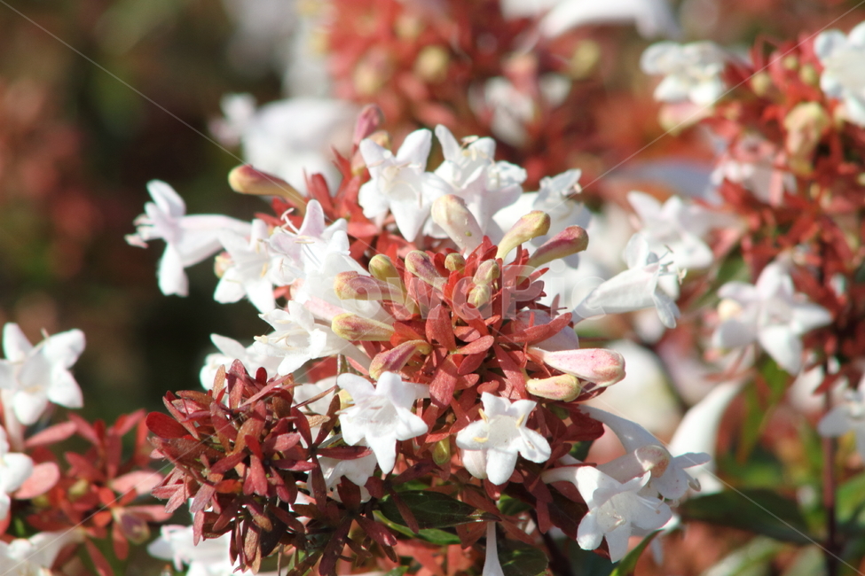 꽃댕강나무,아벨리아,식물,꽃,glossyabelia,식물,자연,plants,nature,꽃,flower