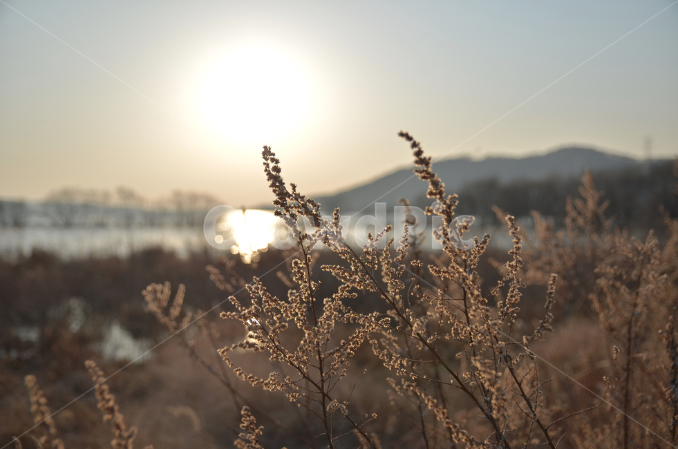 호수,나무,감성,노을,풍경,갈대,반영,tree,lake,light,자연,풍경,nature,landscape,빛,flare,플레어,grass,잔디,plant,식물