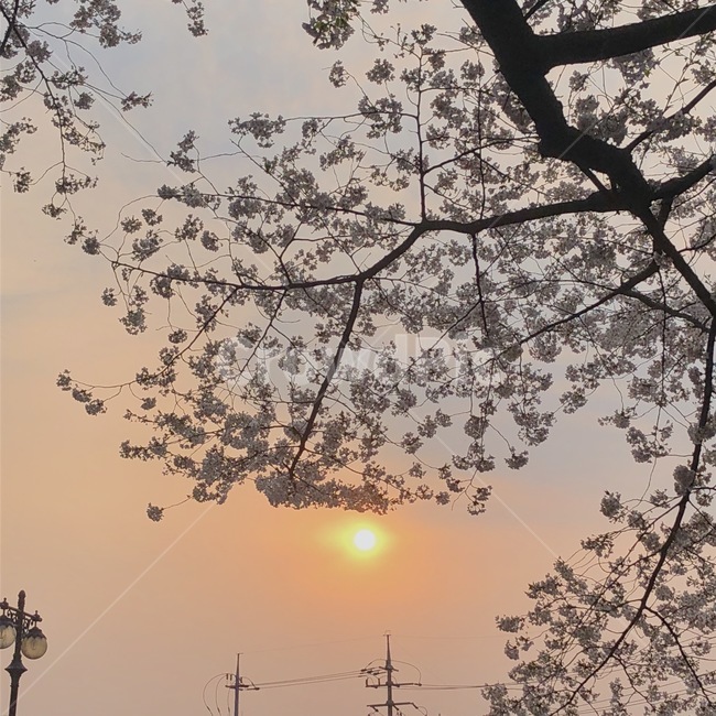 봄,벚꽃,노을,하늘,자연,봄,계절,spring,season