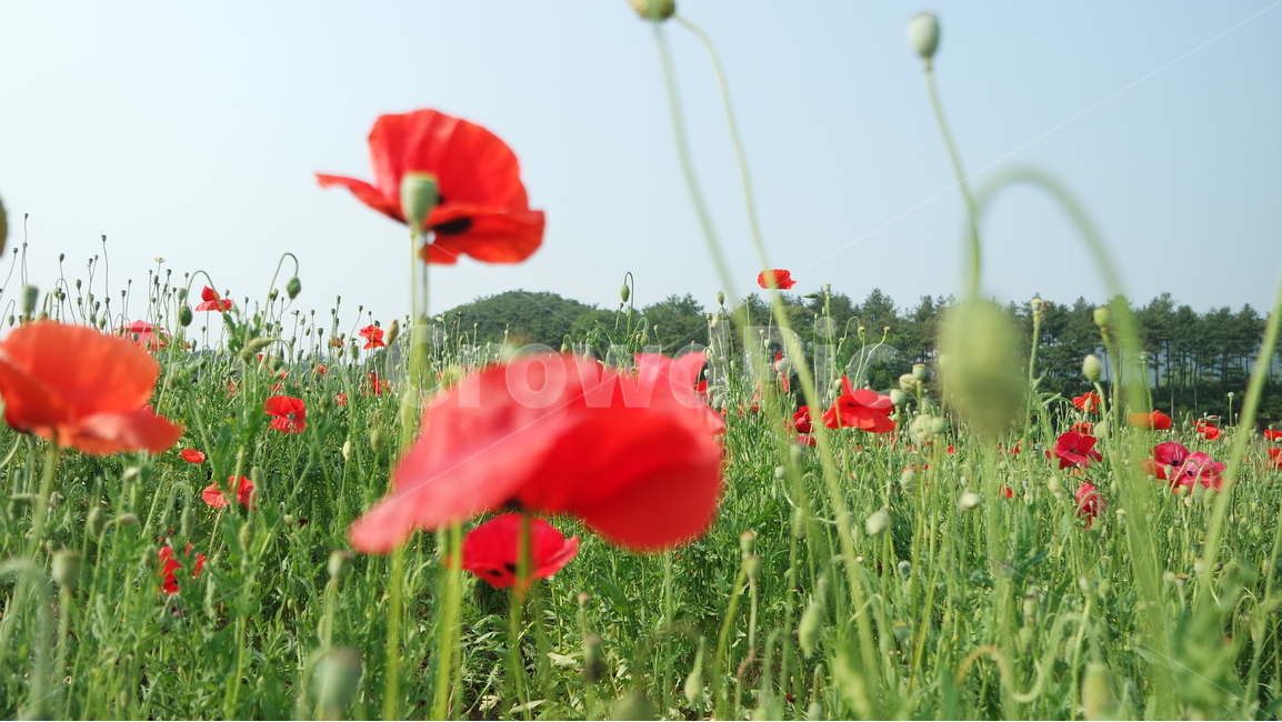 양귀비,양귀비꽃,꽃축제,꽃,꽃사진,식물,자연,plants,nature,꽃,flower