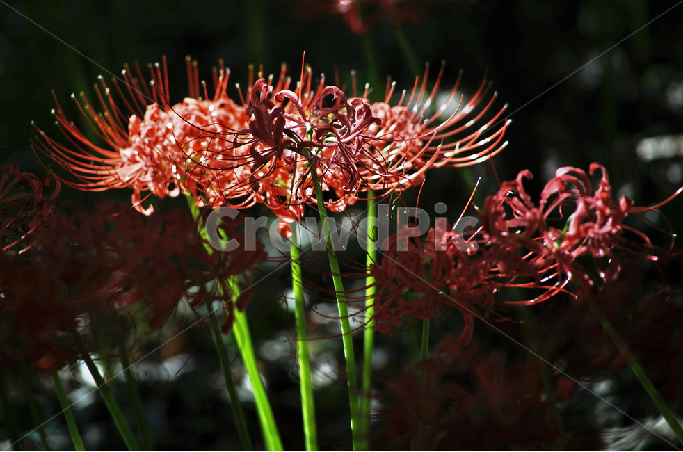 꽃무릇,상사화류,석산,독무릇,산오독,산두초,redspiderlily,가을,빨간꽃,수선화과,식물,화단용,꽃꽂이용,식물,자연,plants,nature,꽃,flower
