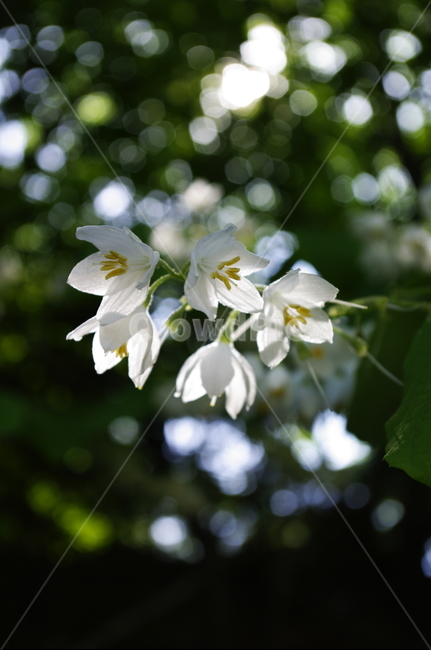 꽃,flower,계절,봄,spring,식물,plant,자연,nature,식물,자연,plants,nature,꽃,flower