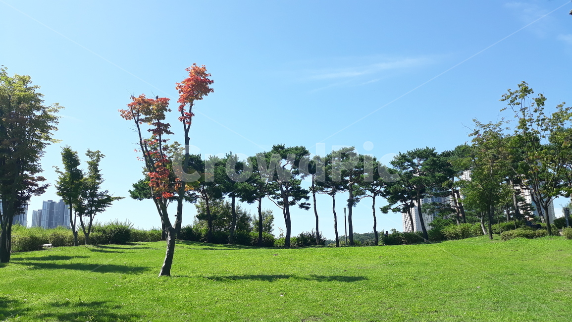 식물,plant,잔디,grass,lawn,나무,tree,단풍,단풍나무,자연,들판,nature,나무한그루,단풍나무한그루