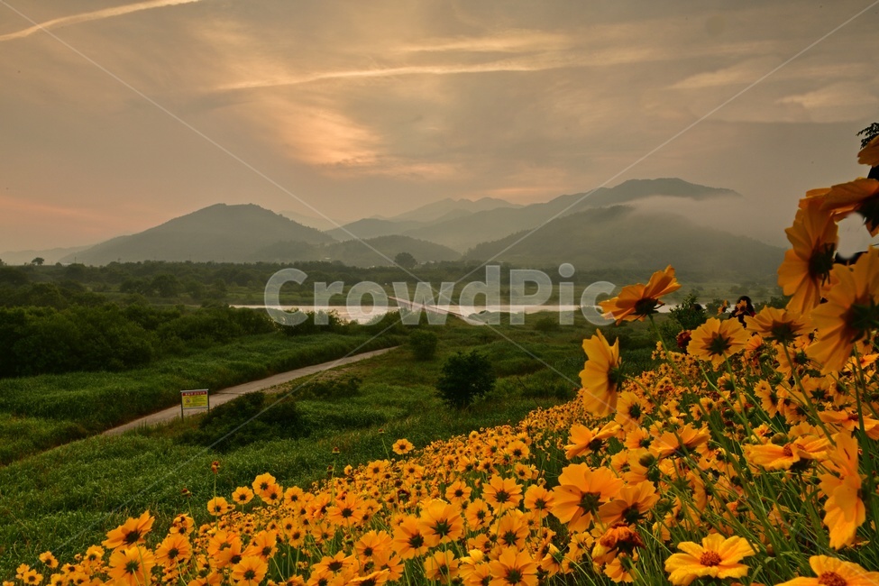 전남,곡성,침실습지,섬진강,섬진강일출,여명,해돋이,물안개,금계국,섬진강금계국,nature,자연,outdoors,옥외,grassland,목초지,들,field,자연,풍경,nature,landscape