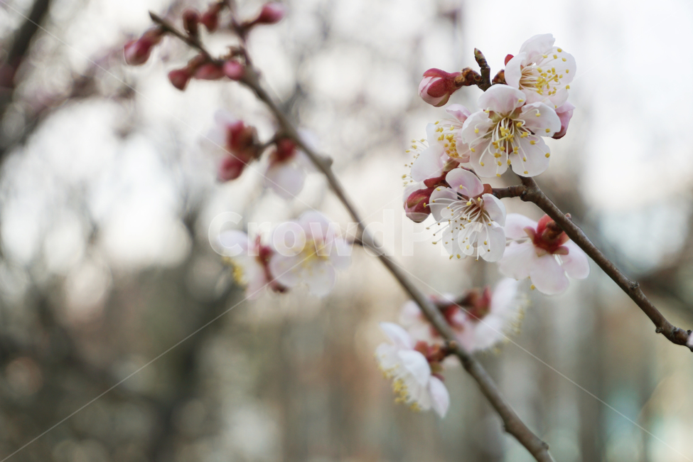매화,꽃,봉우리,꽃봉우리,봄,분홍색,pink,flower,봄,계절,spring,season,plant,식물,blossom