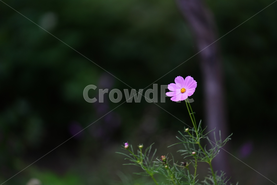 꽃,플라워,코스모스,생물,생명,식물,색감,보라색,flower,plant,가을,계절,fall,autumn,season,식물,자연,plants,nature,꽃,flower,blossom,geranium,제라늄