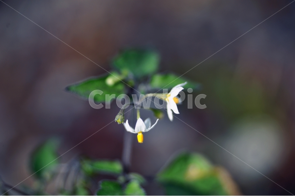 까마중,식물,한해살이풀,가지과,자연,꽃,하얀꽃,약용식물,식물,자연,plants,nature,꽃,flower