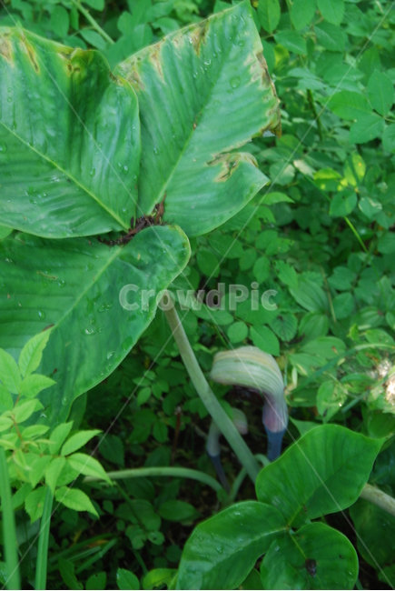 축령산,자연,휴양림,봄,탐방로,식물,자연,plants,nature