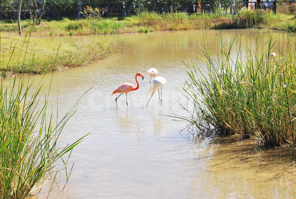 홍학,플라밍고,bird,새,animal,자연,동물,animal,조류,새,birds