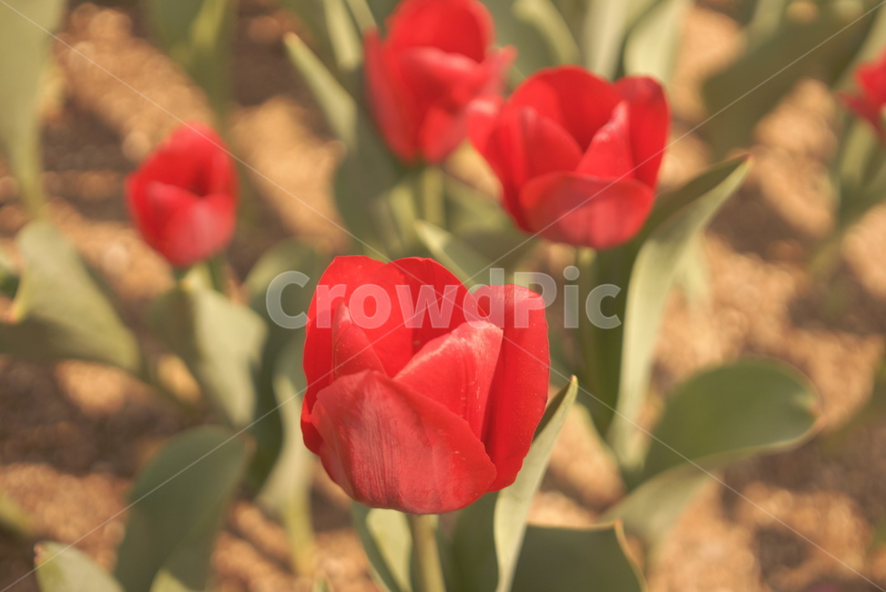 튤립축제,빨간,튤립,봄,tulip,tulipfestival,생화,red,spring,봄나들이,식물,화단,garden,flower,공원,에버랜드,꽃밭,everland,식물,자연,plants,nature,꽃,flower