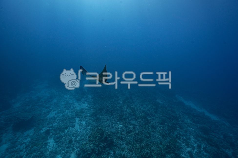 이글레이,동물,쥐가오리,해양생물,underwater,수중동물