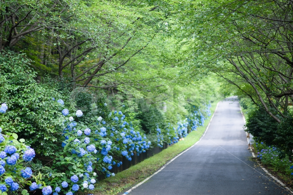 여름,여름꽃,수국,파랑,초록,숲,강진,보은산,자연,풍경,nature,landscape,여름,계절,summer,season