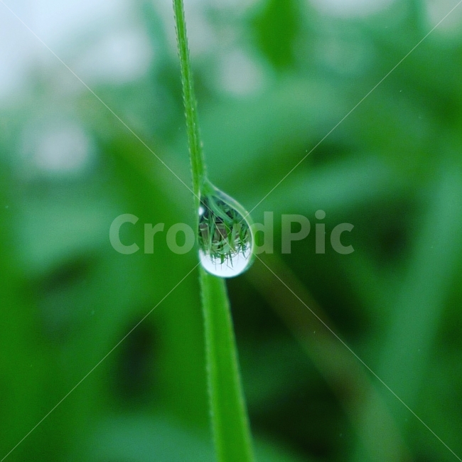 물방울,방울속세상,풍경,또다른세상,자연,식물,자연,plants,nature,감성,sensible,feeling