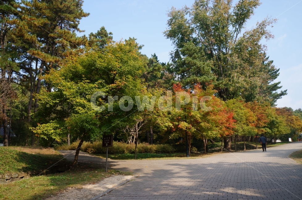 공원,가을,단풍,걷다,산책,휴식,나무,길,가을,계절,fall,autumn,season,자연,풍경,nature,landscape,tree,plant,식물