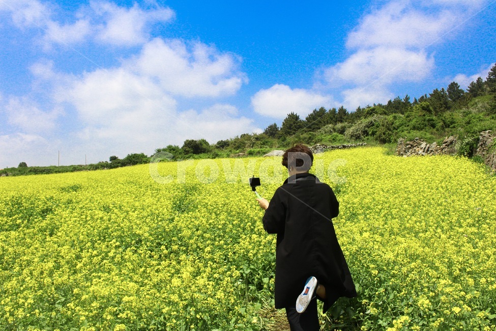 제주도,유채꽃,제주여행,봄,노란색,풍경,월정리,하늘,노랑,햇살,푸른하늘,구름,인물,사람,jeju,yellow,blue,sky,flower