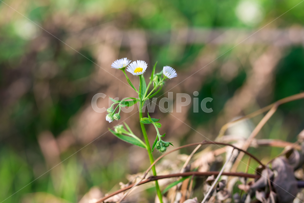 개망초,꽃,풀꽃,공원,산책,수목원,풀,식물,자연,plants,nature,꽃,flower
