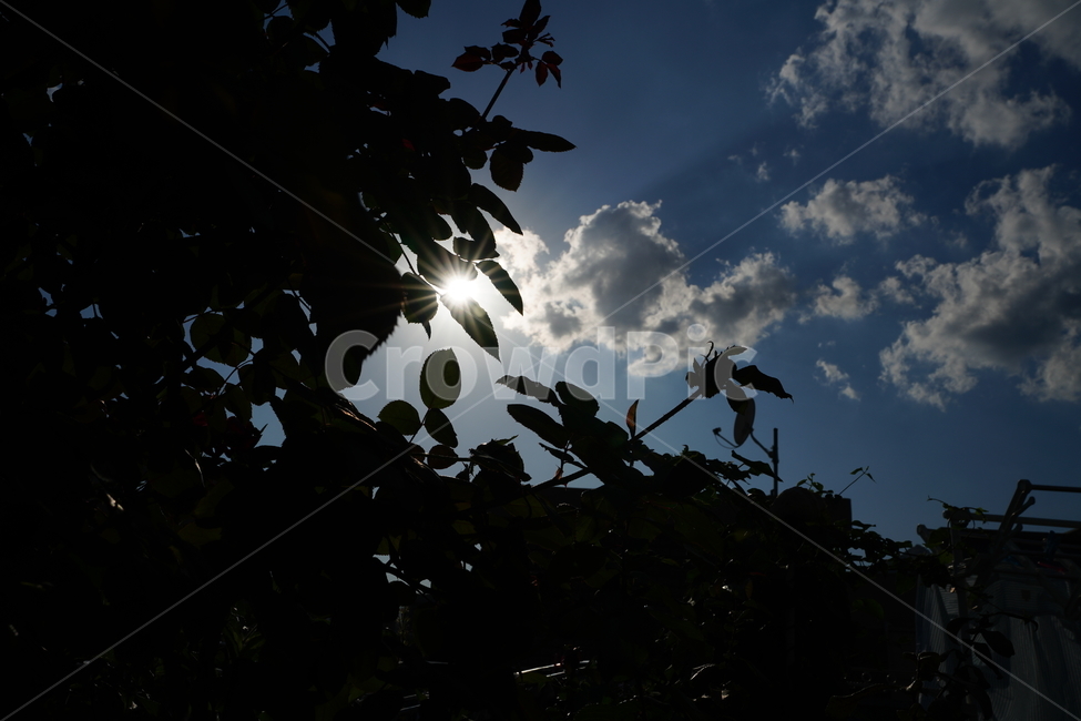 하늘,구름,풍경,실루엣,잎,나무,감성,sky,cloud,느낌,자연,풍경,nature,landscape,flare,플레어,light,빛
