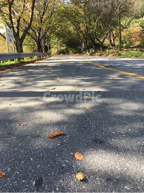 길,가을,낙엽,벚꽃나무,벚꽃,나무,풍경,보성군,가을,계절,fall,autumn,season,asphalt,아스팔트