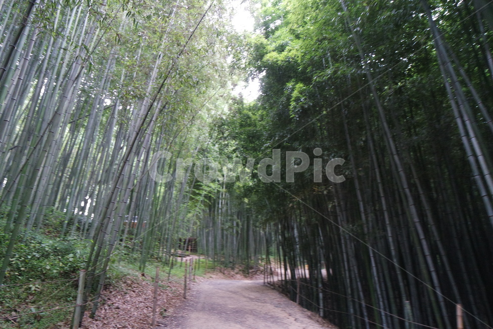 bamboo,bamboo forest,forest,Damyang,plant,sight,Juknokwon,bamboo tube