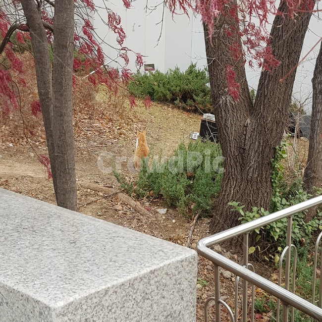 나무,동물,고양이,뒷모습,노란고양이,가을,cat