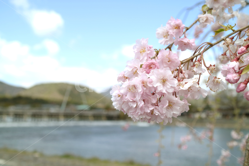 봄,꽃,벚꽃,cherryblossom,flower,spring