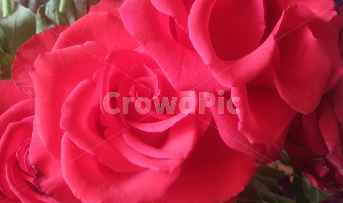 장미,빨간색,장미꽃,꽃,붉은색,rose,red,rosen,flowers,redcolor,식물,plant,blossom
