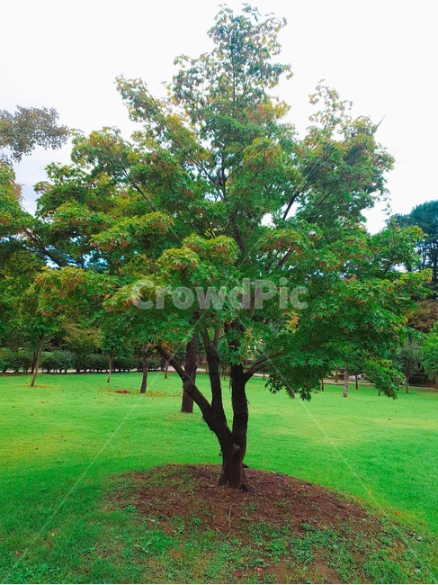 나무,자연,식물,힐링,tree,wood,푸르른