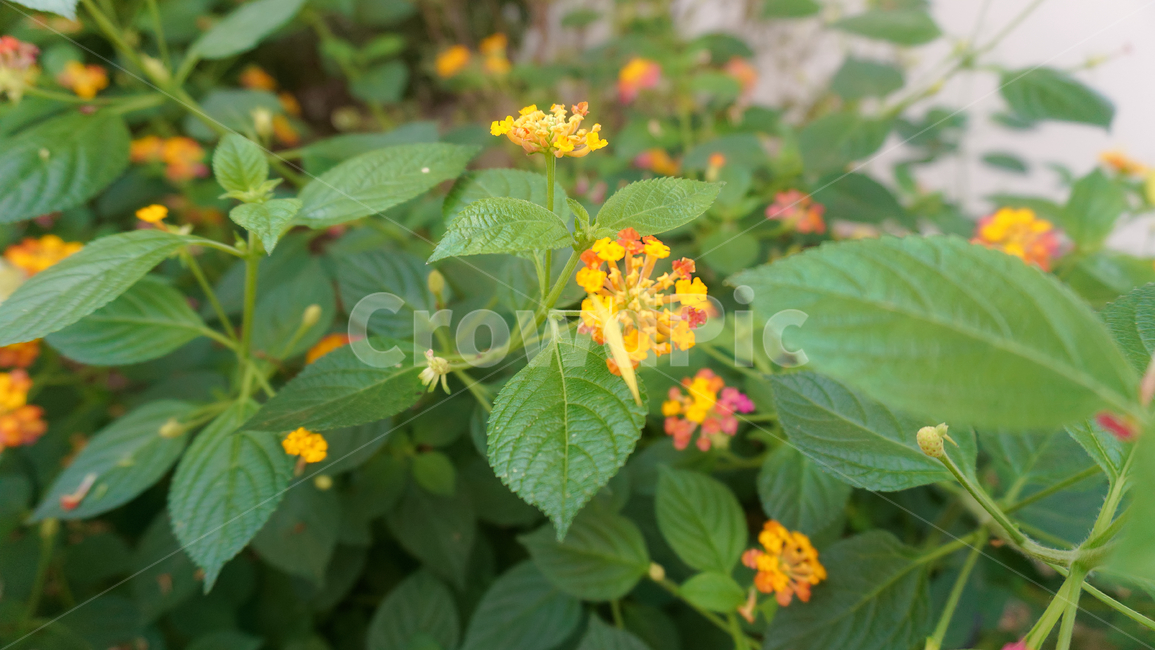 꽃,자연,접사,힐링,신선함,안식처,season,plants,nature,flower,sensible,feeling,색깔,색상,색채,색감,colorsense,colorsensitivity,feelingofcolor,감성,평온함,느낌,휴식,koreanature,landscape