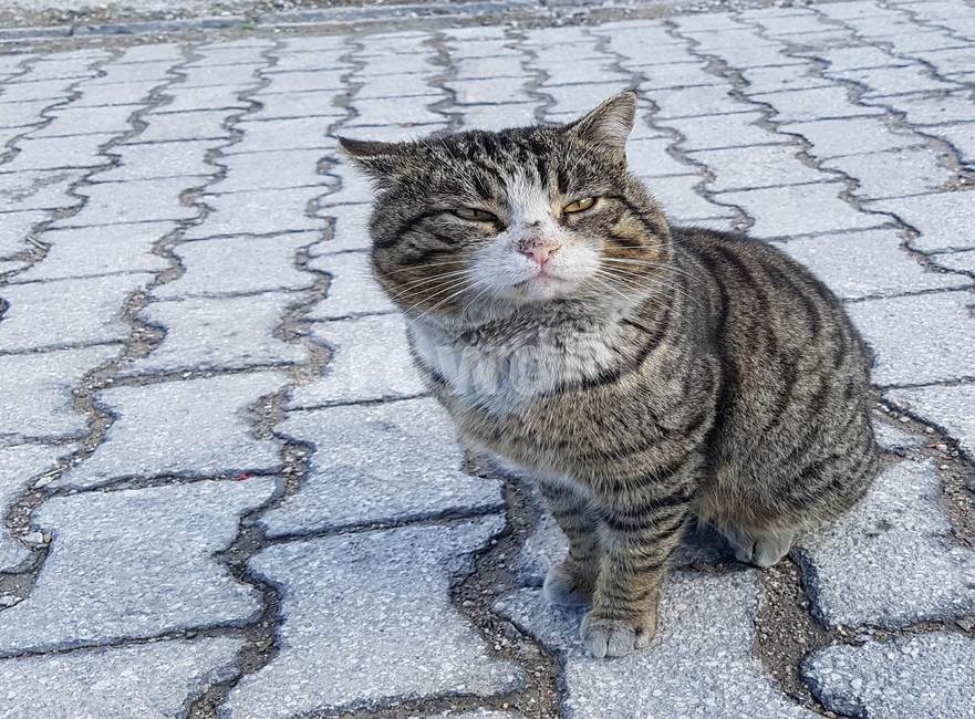 고양이,야옹,cat,길고양이,길냥이,개냥이,줄무늬,줄무늬고양이