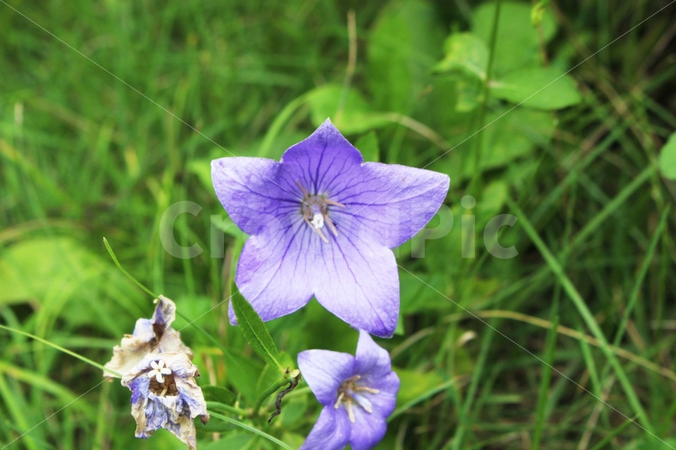 꽃,식물,들꽃,보라,보라색,잎,초록,초록색,야외,들,들판,식물,자연,plants,nature,꽃,flower