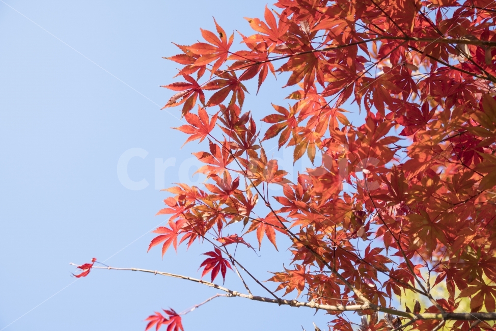 가을,풍경,단풍,빨강,나무,가을,계절,fall,autumn,season,식물,자연,plants,nature,leaf,잎,plant,tree,maple