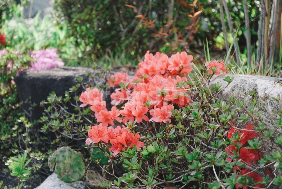 꽃,봄,빨간꽃,spring,flower,식물,자연,plants,nature,꽃,flower