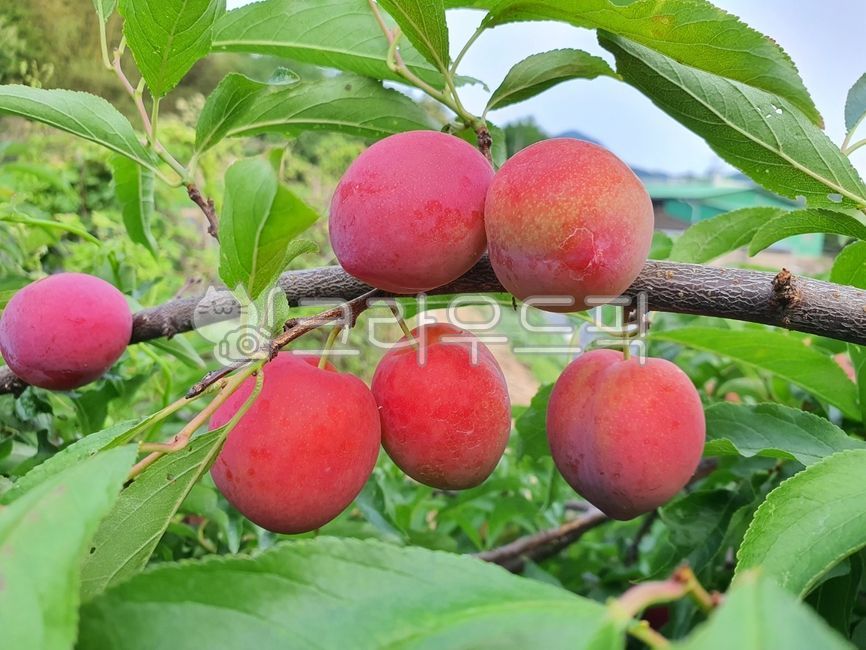 과일,자두,여름과일,여름자두,싱싱한과일,푸룬